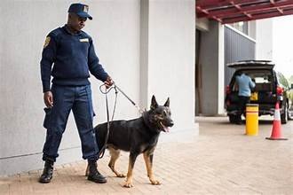 A security guard facing a camera and holding the leash on a K-9 guard dog.